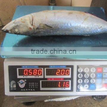 Sea Frozen Mackerel (frozen on boat) 300-500g