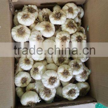FRESH NORMAL WHITE GARLIC EXPORT 4.5 CM , EGYPT. photo-3