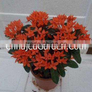 Outdoor Plants - Ixora yellow