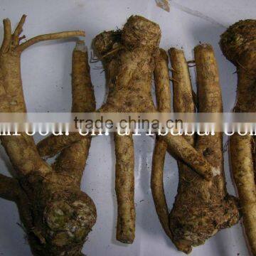 horseradish root