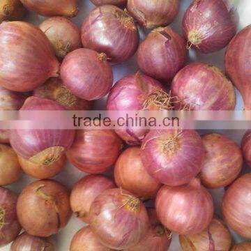 Pickle Onion photo-2