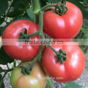 High Yield Vegetable Seeds Pink Red Tomato Seeds Popular in the markets