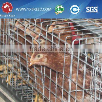 20000 Layer Farm Equipment Large Scale Automatic Project photo-5