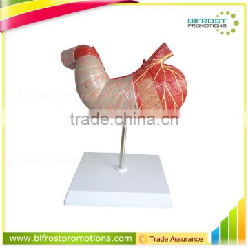 Handmade Medical Human Body Anatomy Stomach Model