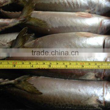 Pacific Mackerel 400~600g photo-6