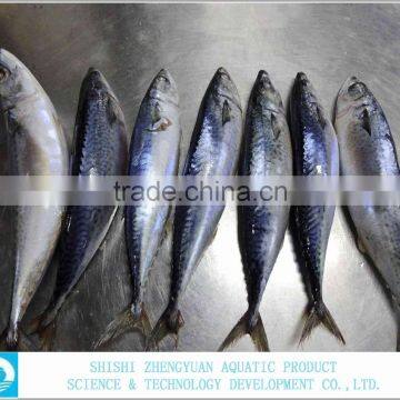 Frozen Fish Frozen Mackerel photo-2