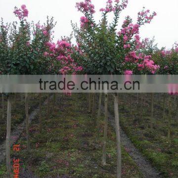 Lagerstroemia Indica Straight Trunk photo-2
