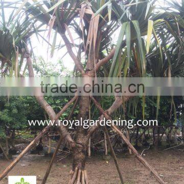 Pandanus Utilis high 4-5m