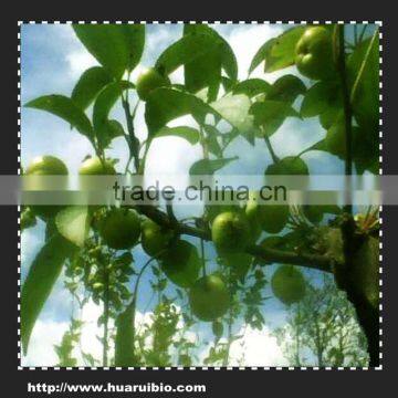 Natural Apple Extract Polyphenols 50%