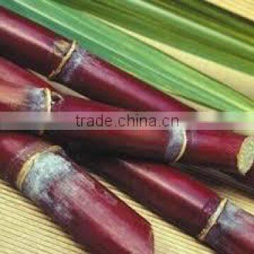 Pressed Unfermented Bagasse in Block photo-3