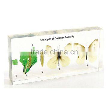 Cabbage Butterfly Specimen