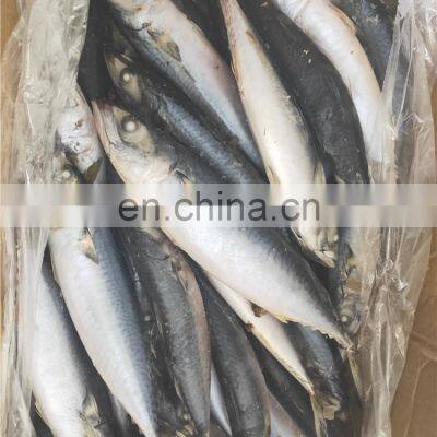 Frozen Mackerel Fish Frozen Pacific Mackerel Fish Price Whole Round photo-5