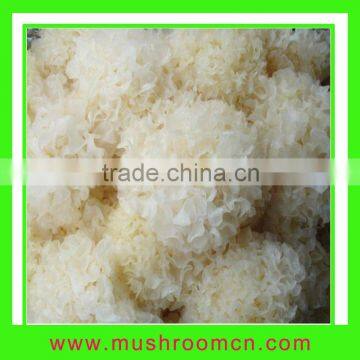 Dried white fungus Tremella