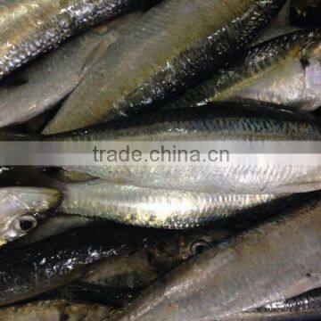 Frozen Sardine Fish Sardinella Longiceps From Pacific Ocean photo-5