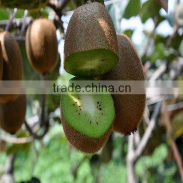 Fresh fruit kiwi price