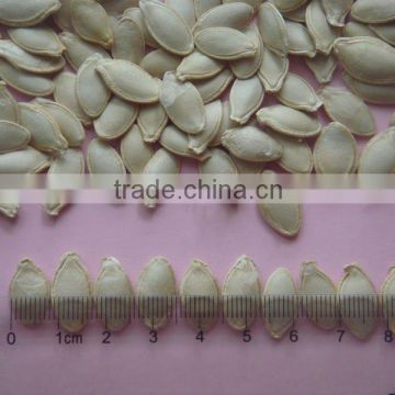 new crop chinese shine skin pumpkin seeds