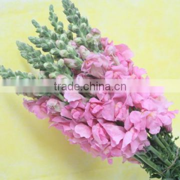 Fragrant aroma hot-sale simulation plant antirrhinum