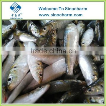 FROZEN SARDINE FISH WHOLE ROUND BAIT FISH