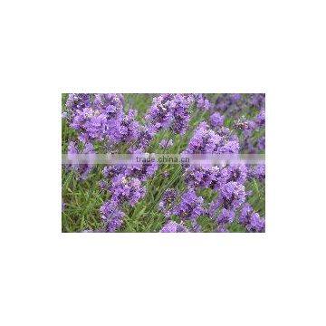 ASPIC LAVENDER Fragrances For Incense Sticks