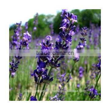 Lavender Oil (DSS)