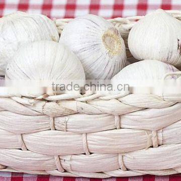 Vietnam Fresh Garlic