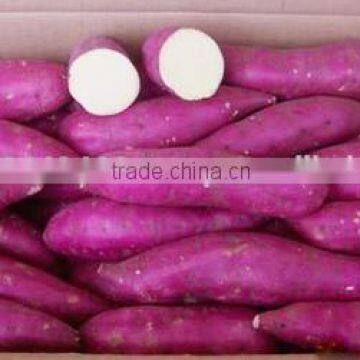 VIETNAM SWEET POTATO VIOLET LAMDONG PROVINCE