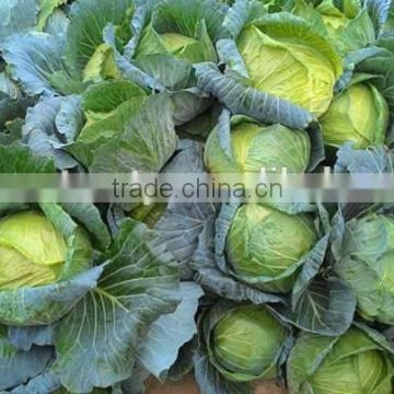 Viet Nam FRESH CABBAGE CHEAP +84984418844 whatsapp