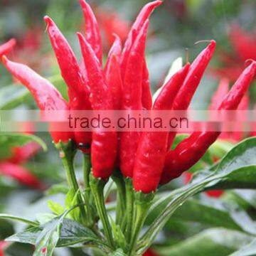 Hybrid F1 Pepper seeds hot pepper seeds for growing-High yield king