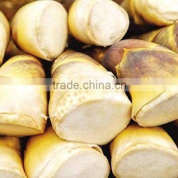 Fresh Dry Bamboo Shoot