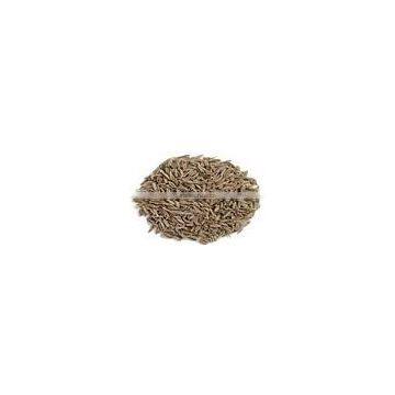 Cumin Seeds