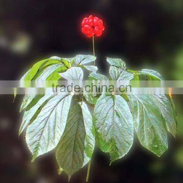 Ginseng Flower