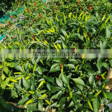 MP16 Huola straight F1 hybrid chilli pepper seeds in hot pepper seeds