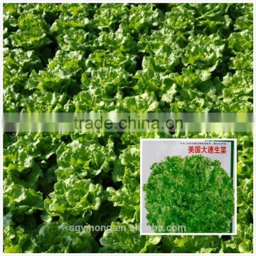 strong growth anti leaf scorch-back lettuce seeds F1