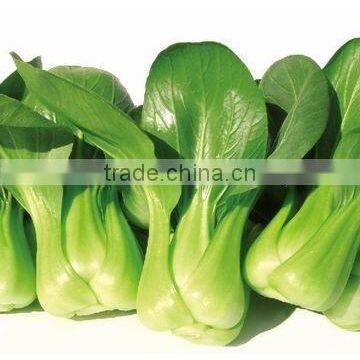 Vegetable seeds chinese cabbage seed