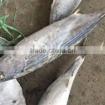 Seafrozen Sarda Sarda 1.5kg + photo-3