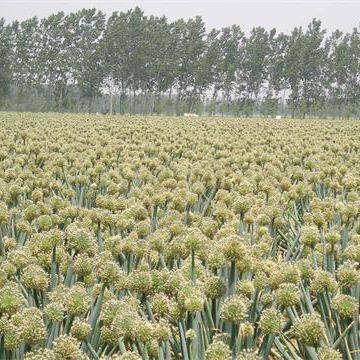 Zhangqiushilianguandacongliangzhongxiaoshoubu company overview - view 3