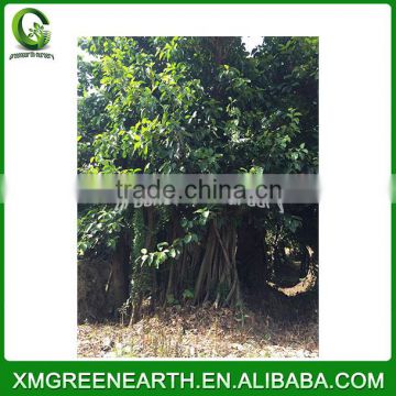 Ficus altissima big size (5)