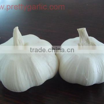 Fresh Pure White Garlic