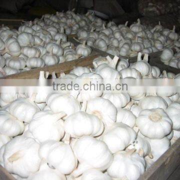 Garlic Tops Roots Cutting Machine Garlic Cutter for Removing the Stems and Roots