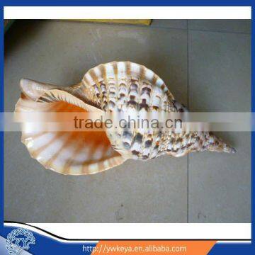 Natural seashell conch Trumpet Triton conch big size 36-39cm 40-43cm