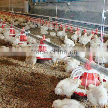 Automatic Poultry Feeding and Drinking System for Broiler