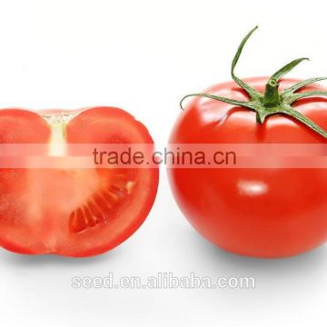 SXTS No.1405 High round pink Tomato Seed