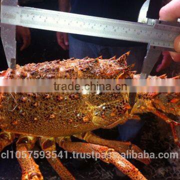 Live Spiny Rock Lobster photo-4