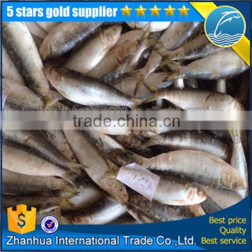 seafrozen sardine, tuna bait fish sardine, all size sardine price