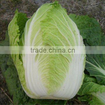 Chinese leaves,Chinese cabbage