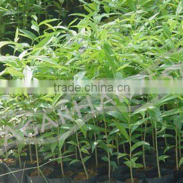 Agarwood-Aloeswood-Eaglewood-Oud-Oudh-Gaharu-Jinkoh-Chen Xiang-Calambac-Bois d'aigle-Adlerholz [Seedlings Saplings]