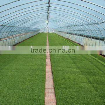 Greenhouse Film photo-6
