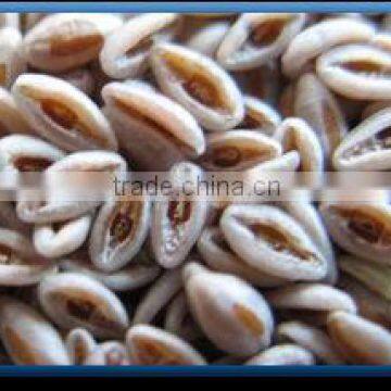 Psyllium Seeds