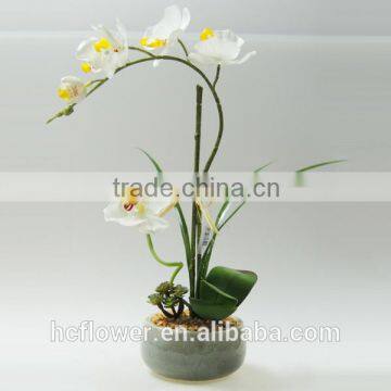 Florist popular potted flower for home decoration