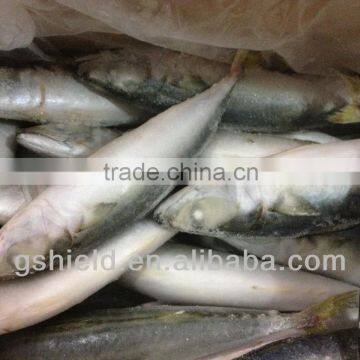 New Fishing Frozen IQF 60-70g Pacific Mackerel in 2016
